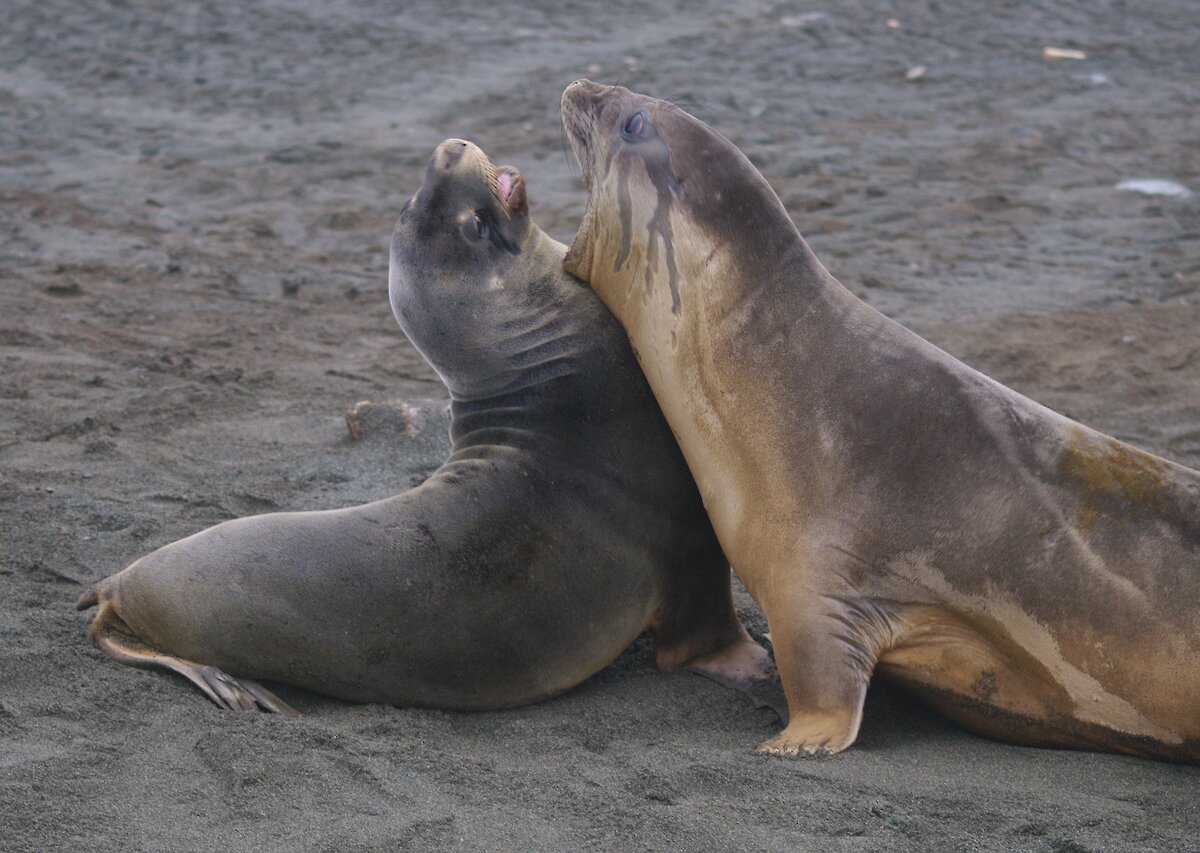 Sea lion – Australian Antarctic Program