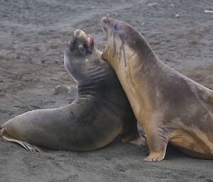 juvenile Hooker’s sea lion (left) and elephant seal