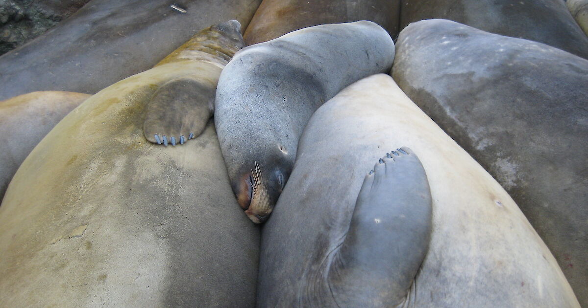 Fur seals – Australian Antarctic Program
