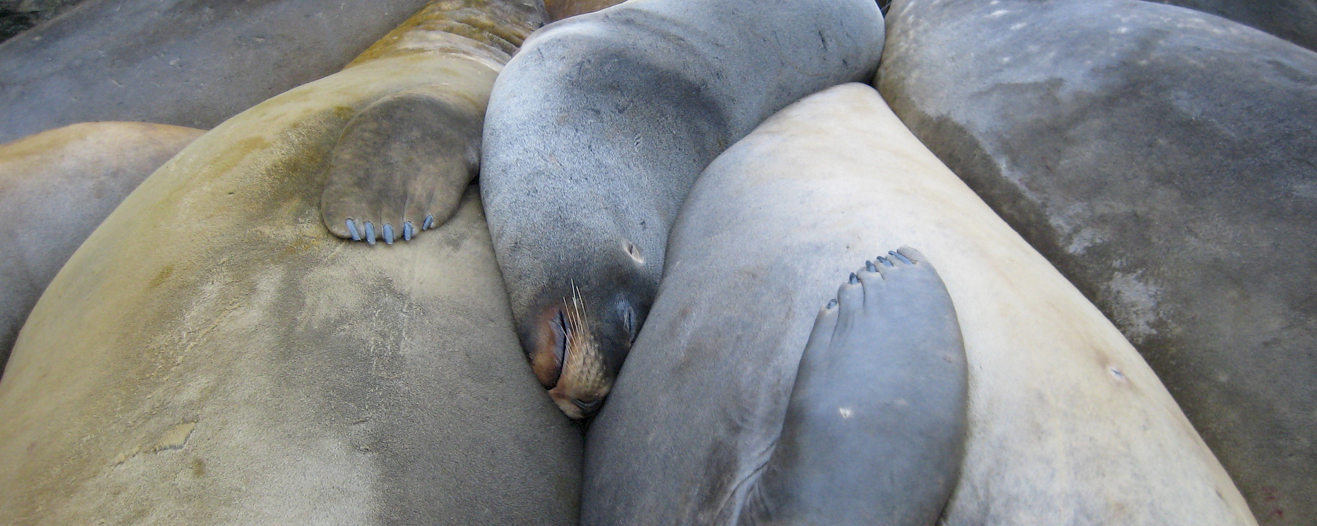 Hooker’s sea lion asleep with elephant seals on Macquarie Island