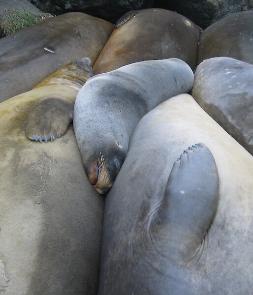 Hooker’s sea lion asleep with elephant seals on Macquarie Island