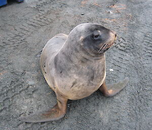 Our ‘resident’ young Hooker’s sea lion is a young sea lion sitting among the vehicle tracks