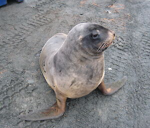 Our ‘resident’ young Hooker’s sea lion is a young sea lion sitting among the vehicle tracks