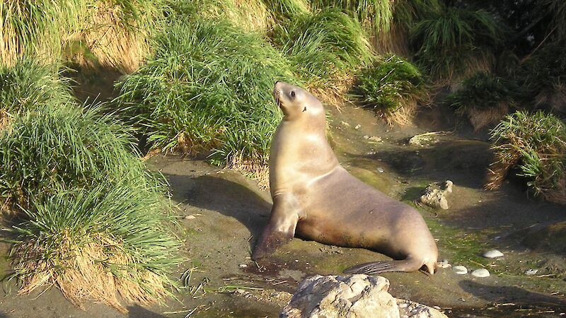 An unusual sighting of a female hooker’s sea lion on Macquarie Island