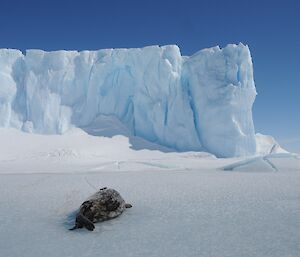 Weddell seal, taking a nap at the end of the West Bay skiway