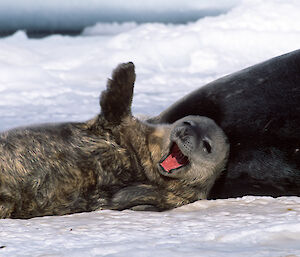 Weddell seal pup within Mawson station vicinity