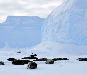 Weddell seals gather on the ice