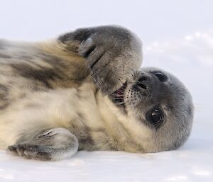 Weddell seal pup at Mawson