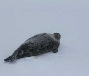 A Weddell seal resting on the ice