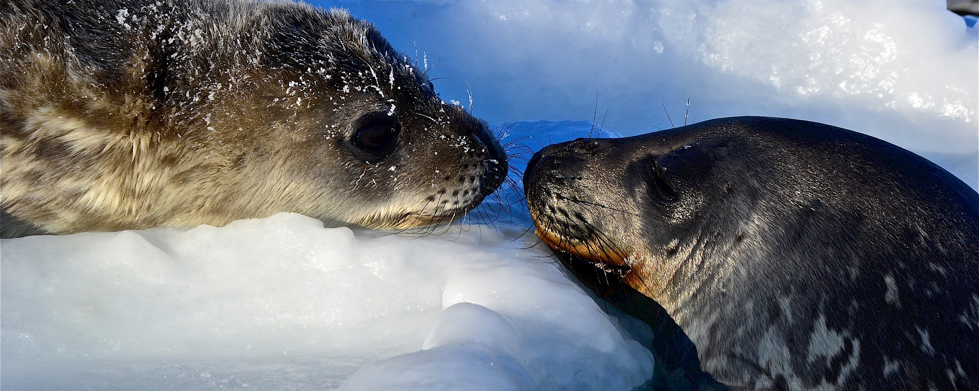 A young Weddell on the sea ice with an adult Weddell sticks its head out of the water