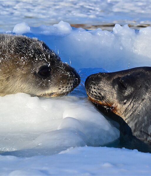 A young Weddell on the sea ice with an adult Weddell sticks its head out of the water