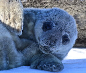 Young Weddell seal on the sea ice