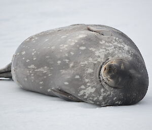 A heavily pregnant Weddell seal on the sea ice