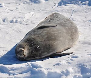 Pregnant Weddell seal