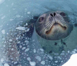 Weddell seal comes up through the sea ice to take a breath
