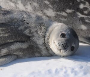 Weddell seal pup