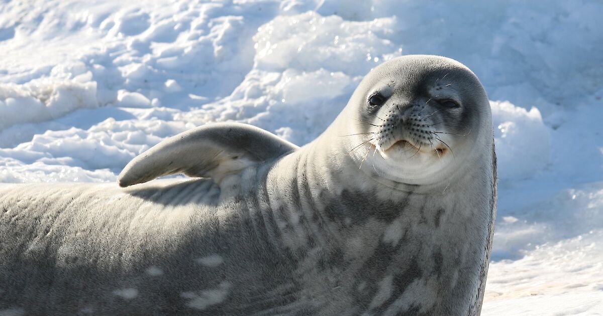 Antarctica Seals: Pictures, Facts and Information