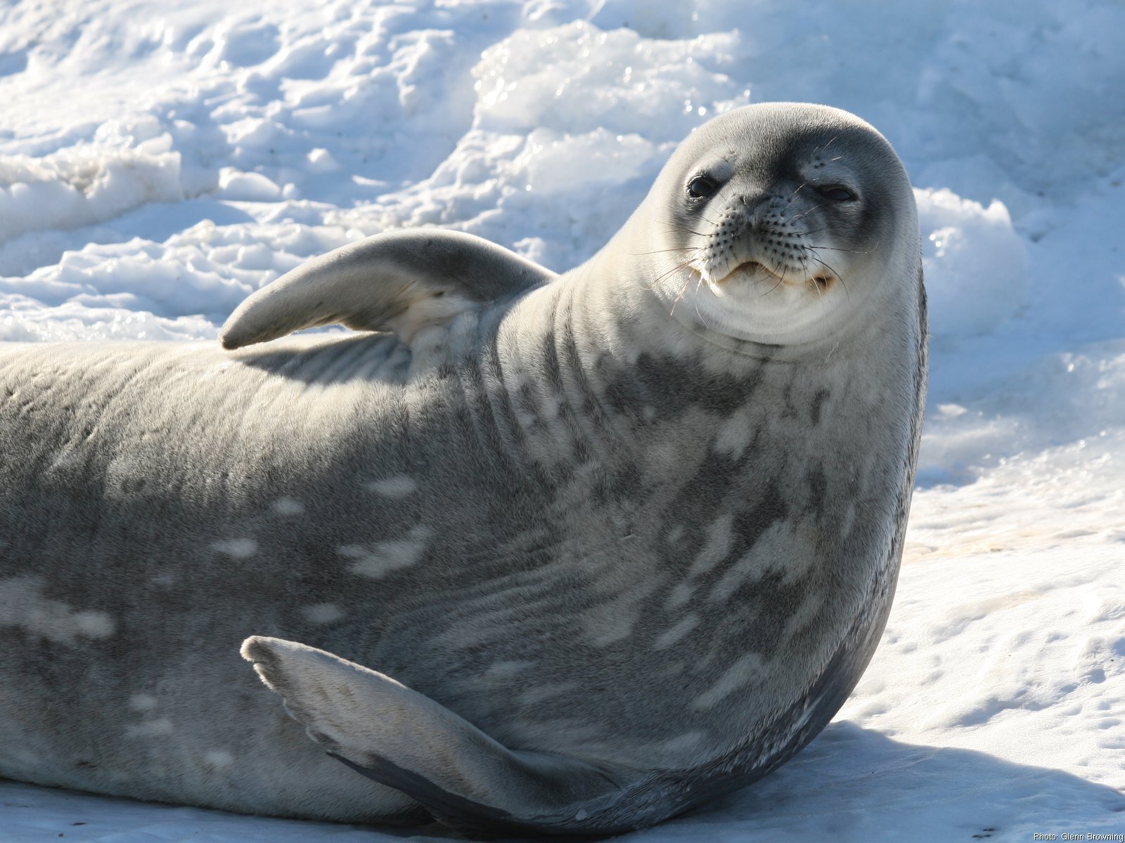 Weddell seal – Australian Antarctic Program