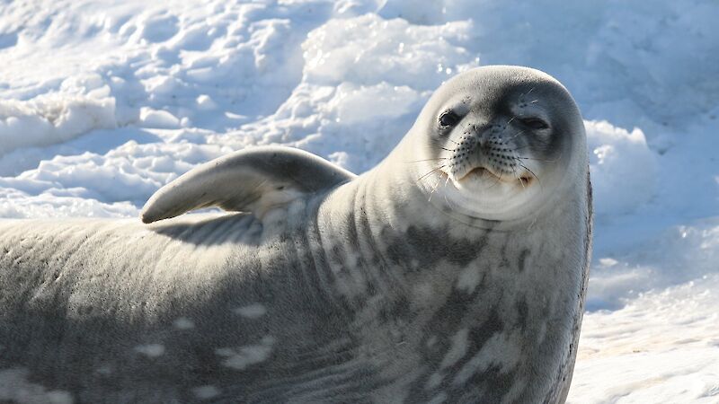 Weddell seal near Mawson station