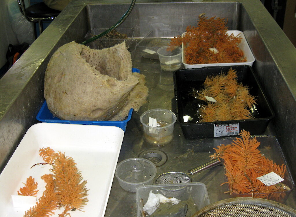 Sponges — Australian Antarctic Program