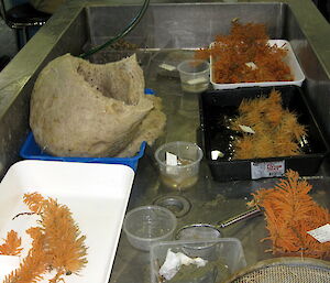 A collection of sponge specimens