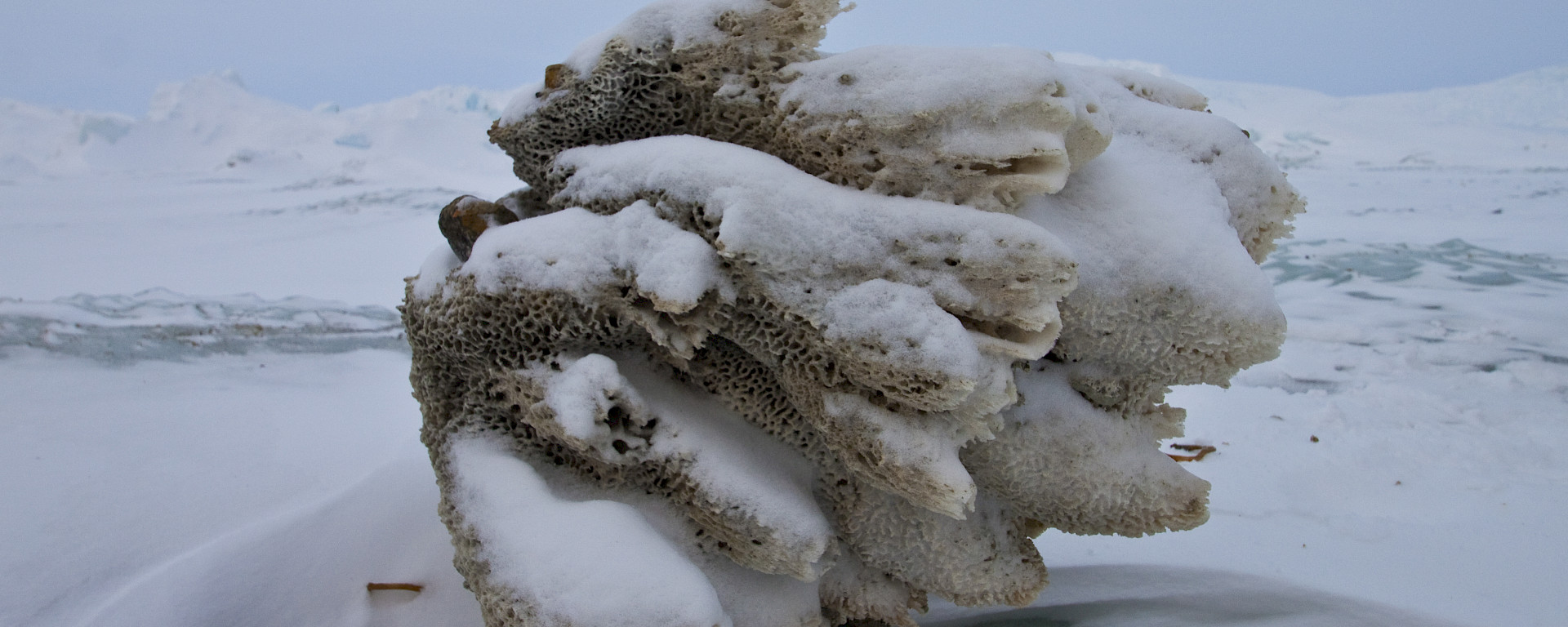 A frozen sea sponge sitting on top of the ice