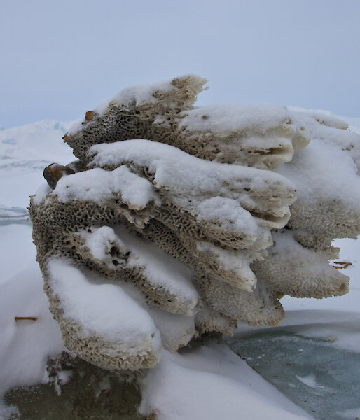 A frozen sea sponge sitting on top of the ice