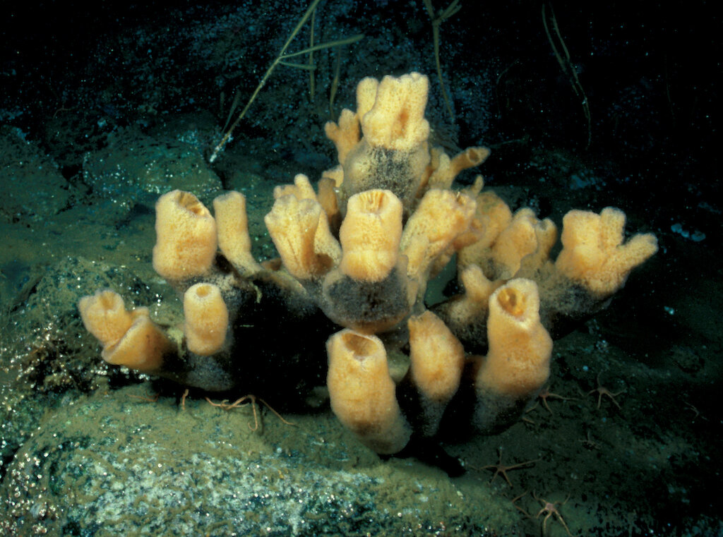 Sponges — Australian Antarctic Program