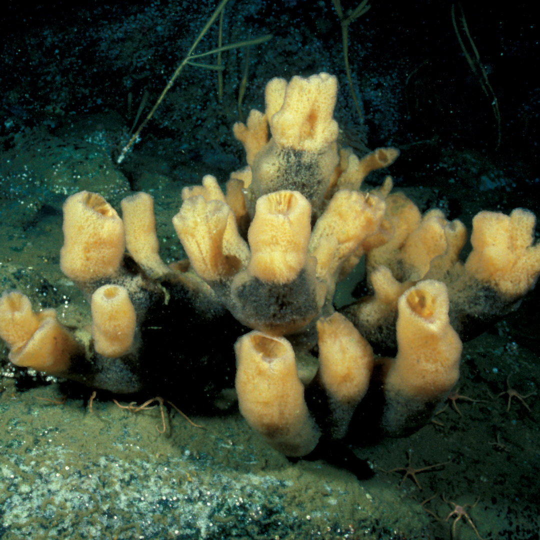 Sponges — Australian Antarctic Program