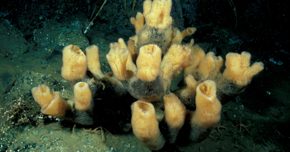 Sponges – Australian Antarctic Program