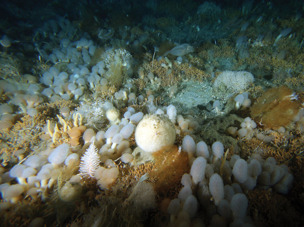 Sponges — Australian Antarctic Program