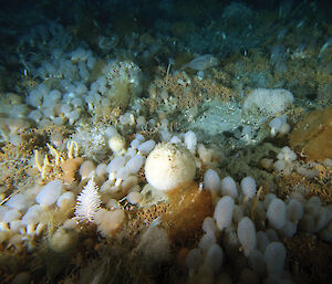 Diverse creatures on the sea floor including white mushroom shaped sea squirts (Ascidians), a round sponge with a brittle star attached to it, a white pine tree shaped soft coral, and scattered throughout, orange branching ‘moss animals’ (Bryozoans)