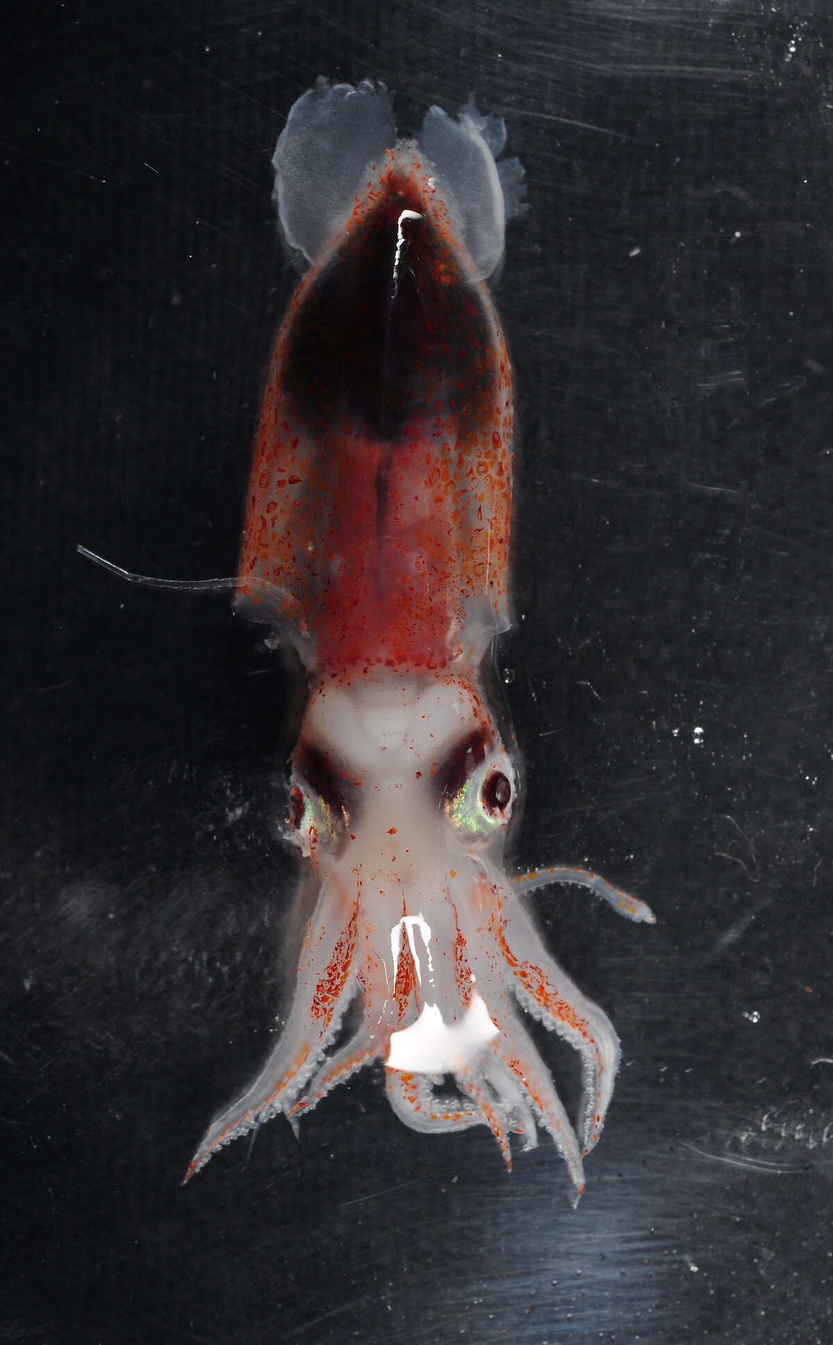 Squid – Australian Antarctic Program