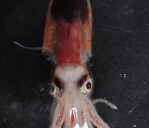 A close-up of a tiny squid.
