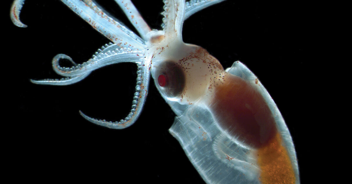 Squid Australian Antarctic Program