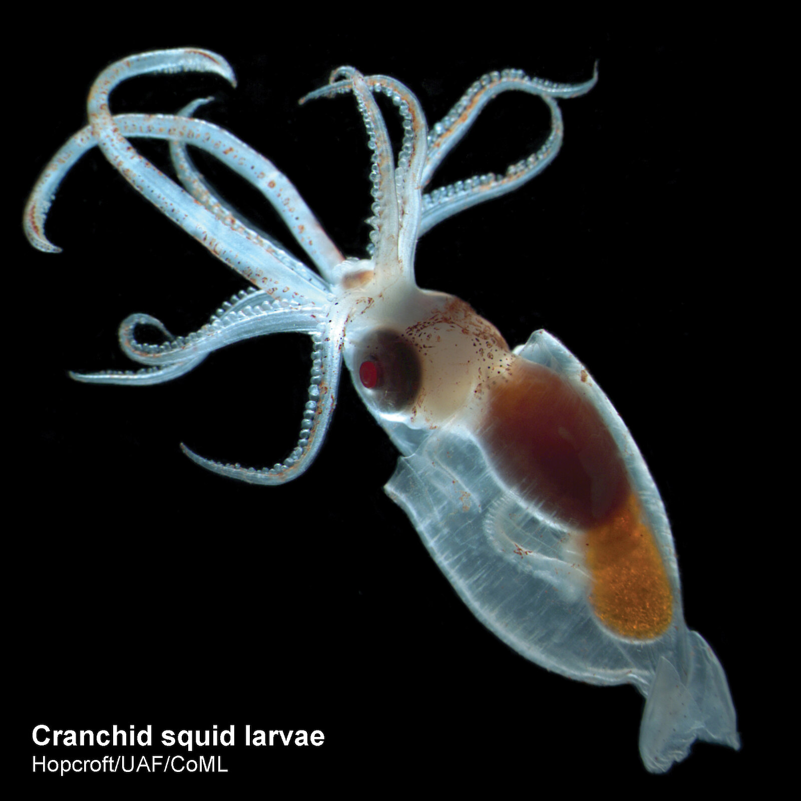 Squid – Australian Antarctic Program