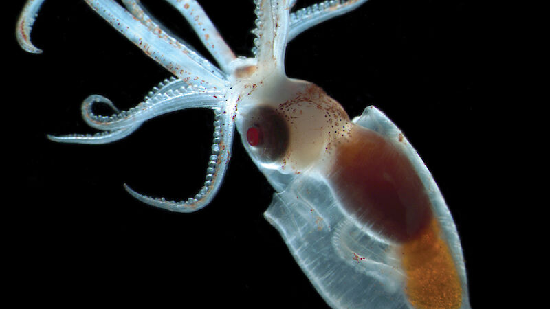 A close-up photo of a tiny, translucent squid.