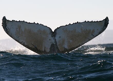 Sponges – Australian Antarctic Program