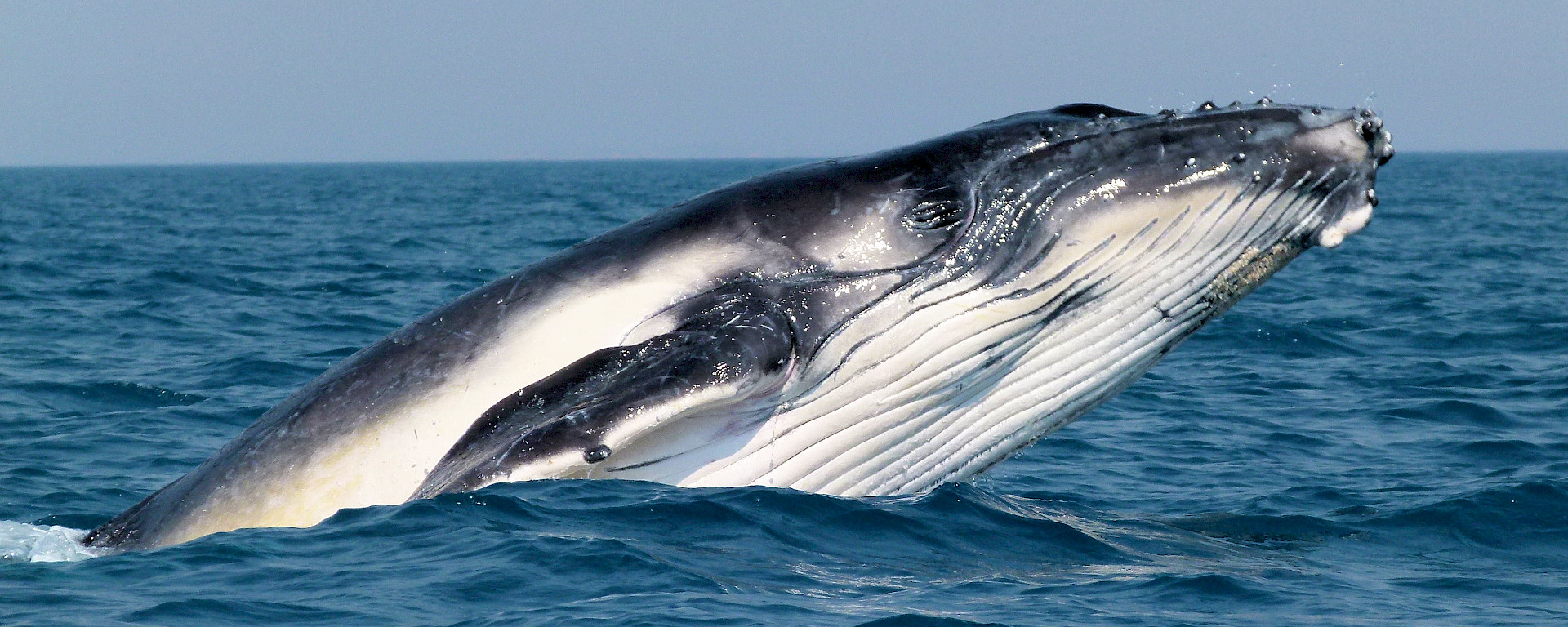 A whale rising out of the water.