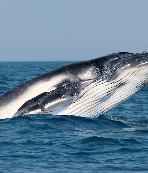 A whale rising out of the water.