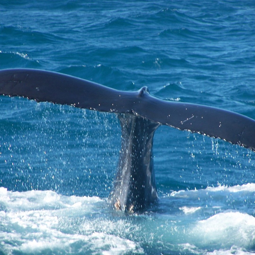 What is a whale? — Australian Antarctic Program