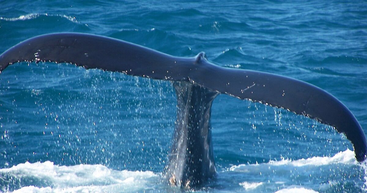 What is a whale? – Australian Antarctic Program