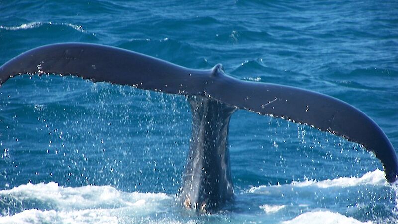 Whale tail.