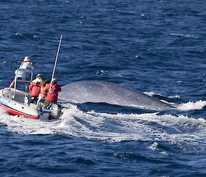 A pygmy blue whale being tagged by researchers in a small boat.