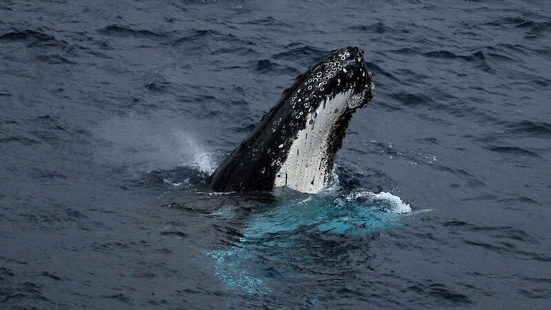 Humpback whale spyhopping