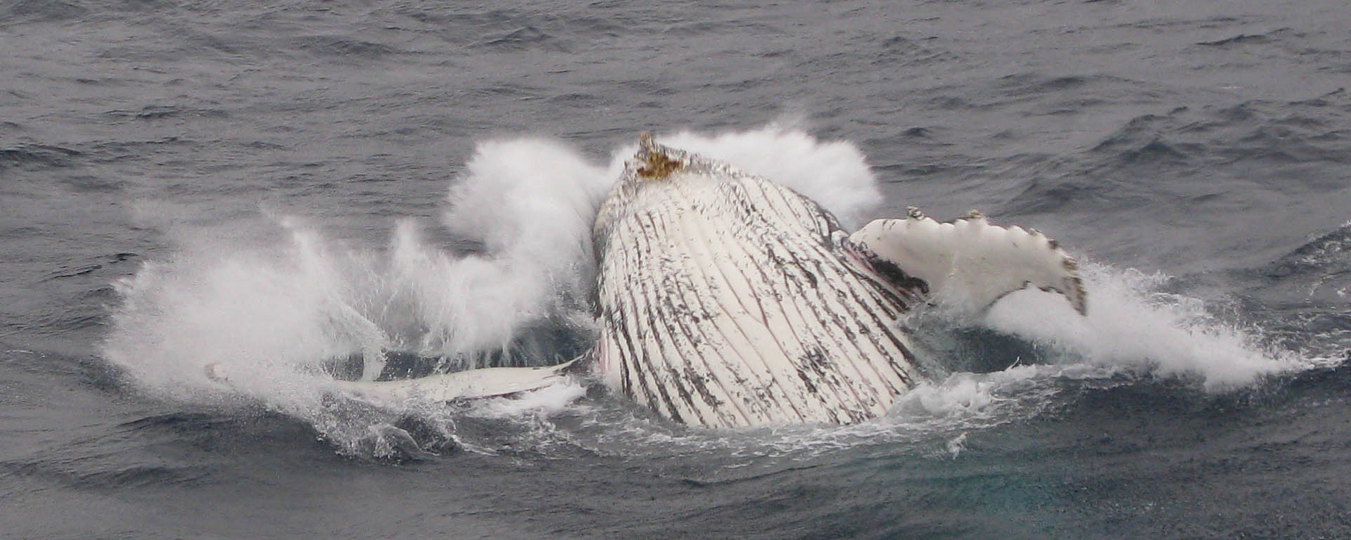 Humpback whale