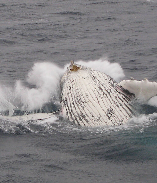 Humpback whale