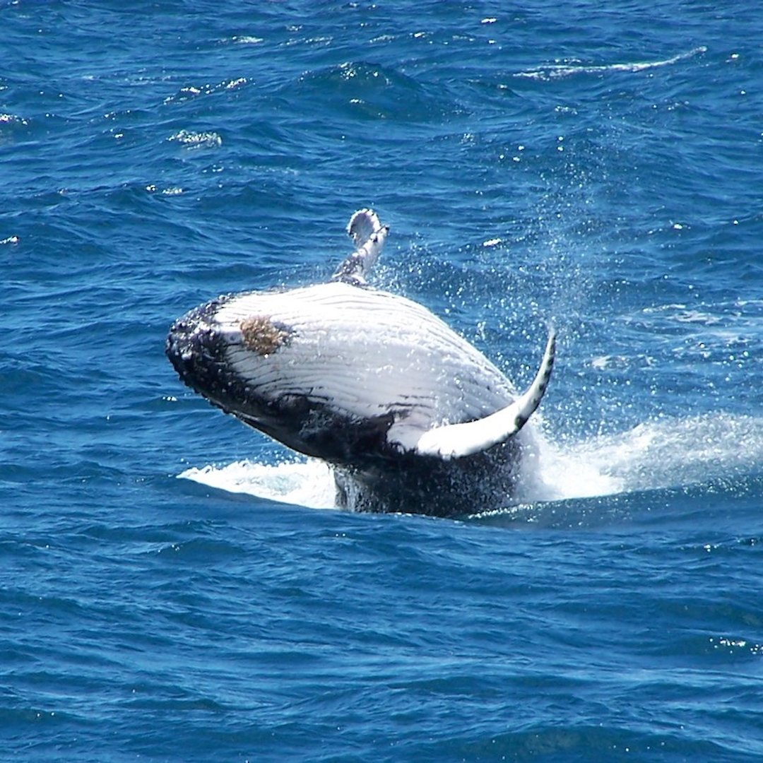 baleen whale baleen whale