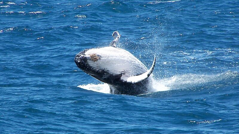 Whale breaching