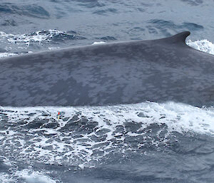 The dorsal fin of an Antarctic blue whale